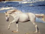 (~*~Un blog pour mes chouchous,les chevaux~*~)
